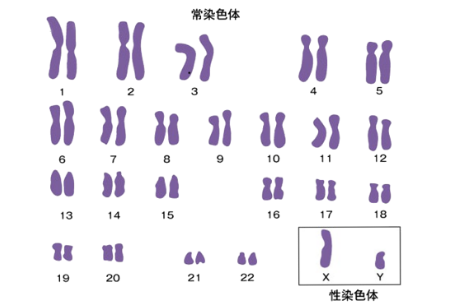 染色体イメージ